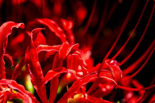 Bright red spider lilies, JPG Bright red spider lilies, JPG