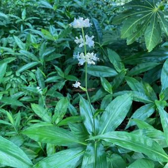 Photo, yabu miuga, ツ ク ク 科 科, scutellaria, 