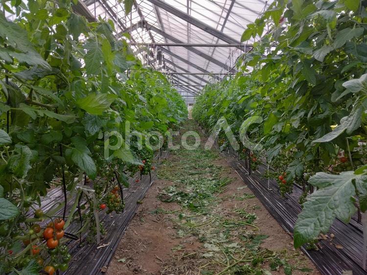 ハウス栽培しているミニトマトの風景 ハウス栽培,ミニトマト,野菜の写真素材