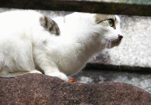 猫 1 20101121 猫 1 20101121の写真