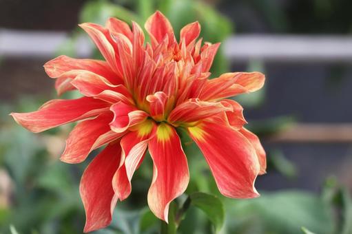 ダリヤの花 ダリヤの花 ダリヤ,ダリア,川西の写真素材