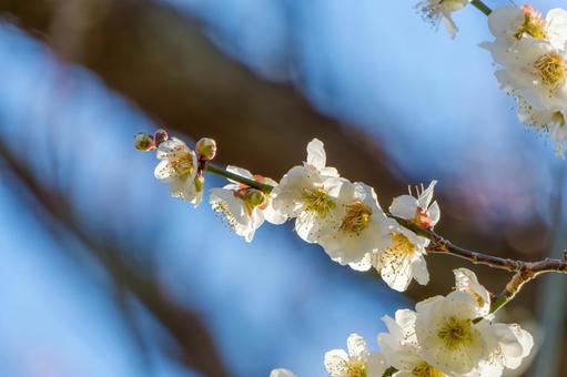 青空に映える白梅の花 梅,花,白の写真素材