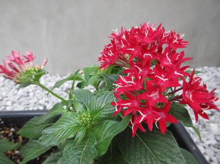 Red Pentas 004, JPG Red Pentas 004, JPG