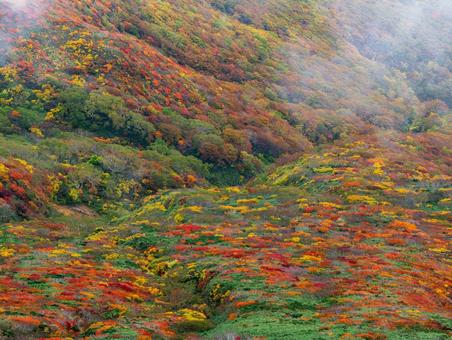紅葉の栗駒山(須川岳) 紅葉の栗駒山(須川岳) 栗駒山,須川岳,紅葉の写真素材