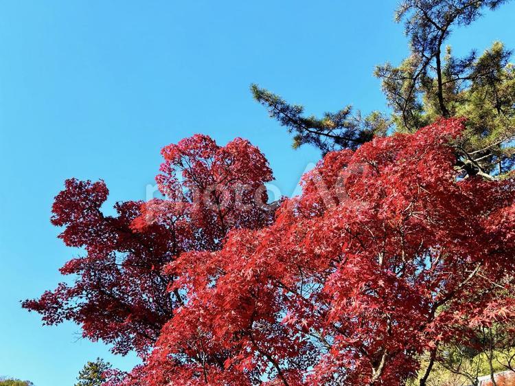 モミジの紅葉とその風景 モミジ,もみじ,紅葉の写真素材