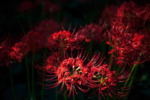 陽に照らされる曼珠沙華 陽に照らされる曼珠沙華の写真