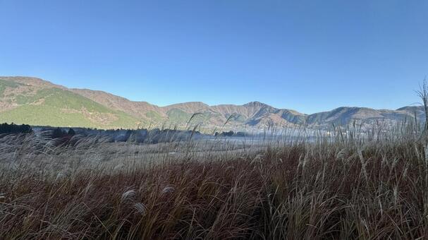 仙石原すすき草原9 仙石原すすき草原,すすき,青空の写真素材