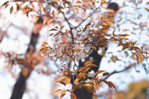 Wild cherry tree, JPG