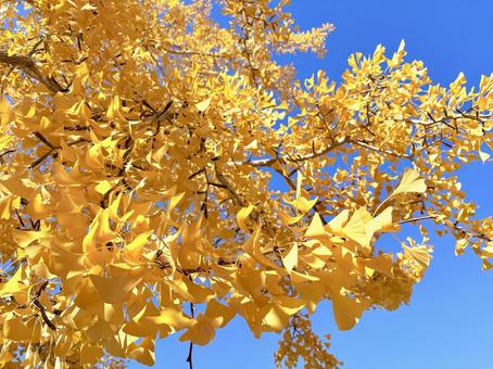 黄葉した銀杏 03 銀杏,公孫樹,枝葉の写真素材