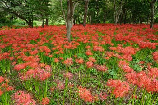 林を染める彼岸花 林を染める彼岸花 花,彼岸花,秋の写真素材