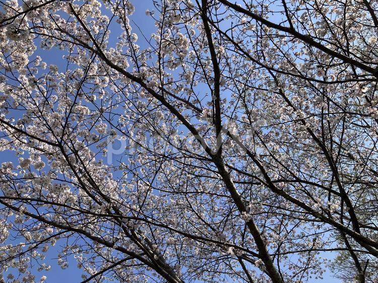 青空と見上げた満開の桜 青空,満開,桜の写真素材
