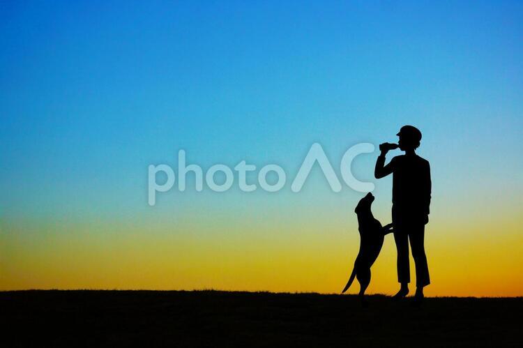 夕暮れの丘で犬の散歩をしている人 夕暮れ,丘,犬の写真素材