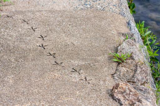 鳥の足跡 鳥の足跡の写真
