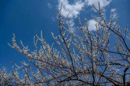 みさと梅林周辺の景色 みさと梅林,梅,花の写真素材