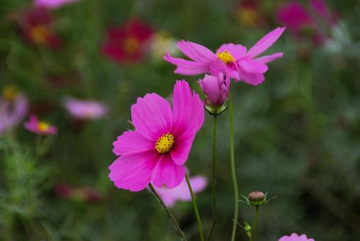 コスモス３ コスモス,秋,花の写真素材