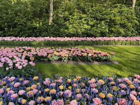 キューケンホフ公園 キューケンホフ,チューリップ,アムステルダムの写真素材