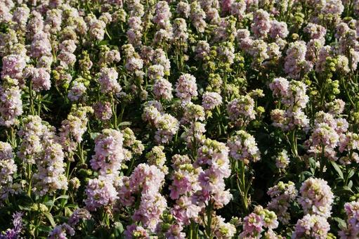 ストック Stock ストック Stock 風景マクロ,ストック,草花の写真素材