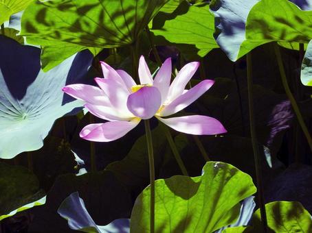 蓮の花、鶴岡八幡宮源平池の蓮 蓮の花、鶴岡八幡宮源平池の蓮の写真