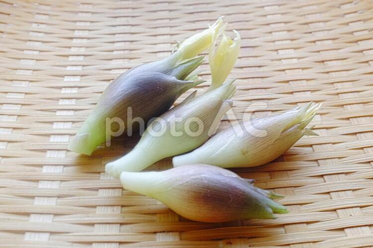 夏の無農薬野菜　ミョウガ みょうが,ミョウガ,茗荷の写真素材