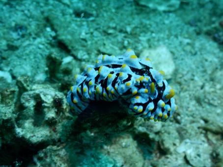ウミウシ ウミウシの写真
