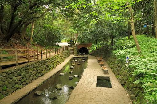 柿田川公園の風景 柿田川公園の風景の写真