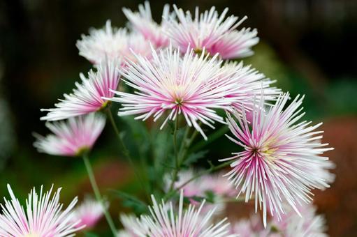 2025笠間の菊祭り14 菊祭り,笠間,秋の写真素材