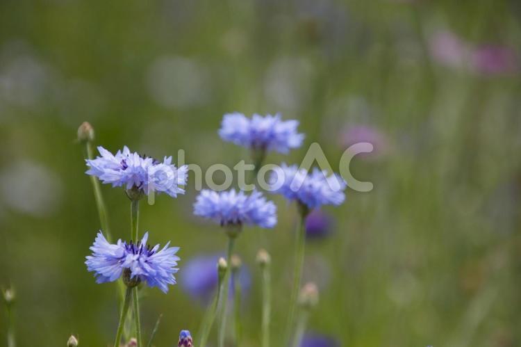 ヤグルマギク ヤグルマギク,花,ブルーの写真素材