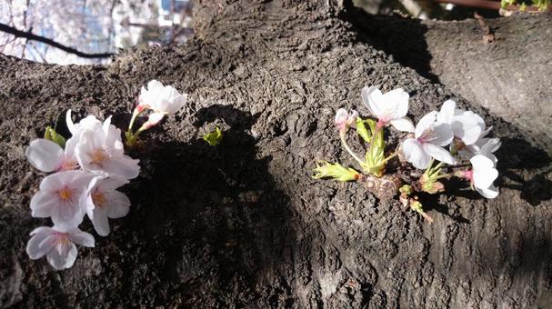 桜の花びら 桜の花びらの写真