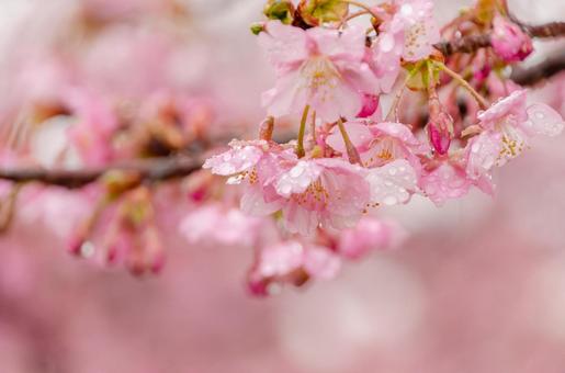 雨上がりにしっとりと咲く河津桜の写真