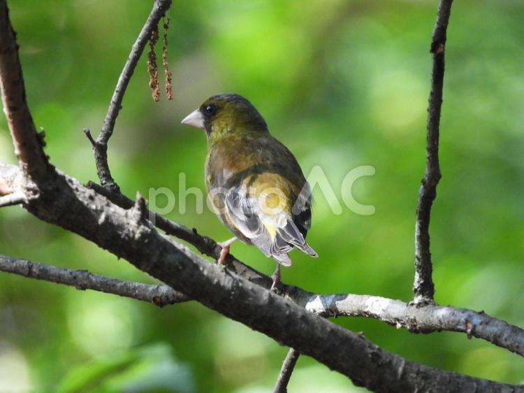 小根山野鳥の森で撮ったカワラヒワ 野鳥,鳥,小鳥の写真素材