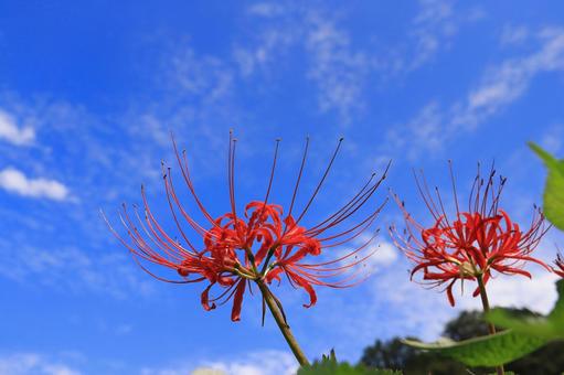 秋の空に彼岸花-3 秋の空に彼岸花-3 彼岸花,秋,空の写真素材