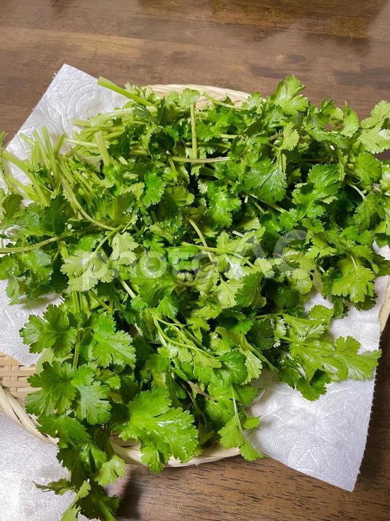 パクチー パクチー,コリアンダー,野菜の写真素材