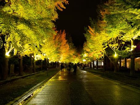 中島公園のライトアップ 中島公園,紅葉,札幌市の写真素材