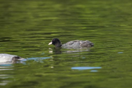 池を泳ぐオオバン 池を泳ぐオオバンの写真