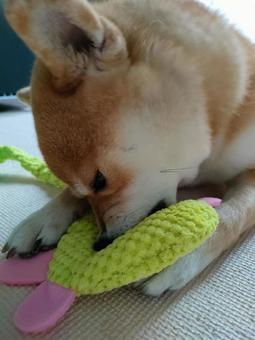 おもちゃをカジカジする柴犬! おもちゃをカジカジする柴犬!の写真