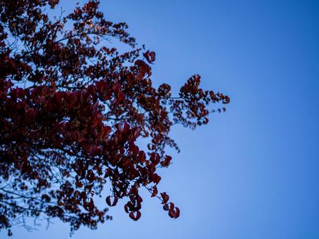 秋晴れと紅葉したブナ 紅葉,秋,晴れの写真素材