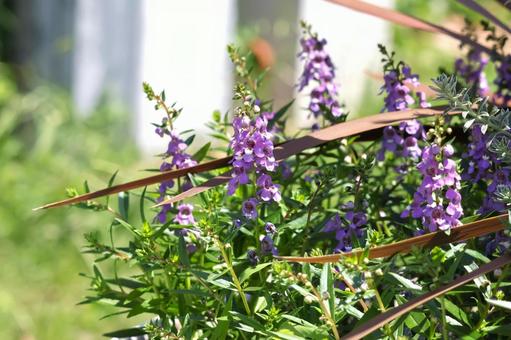 Angelonia flowers bloom in the park from the rainy season to autumn, JPG Angelonia flowers bloom in the park from the rainy season to autumn, JPG