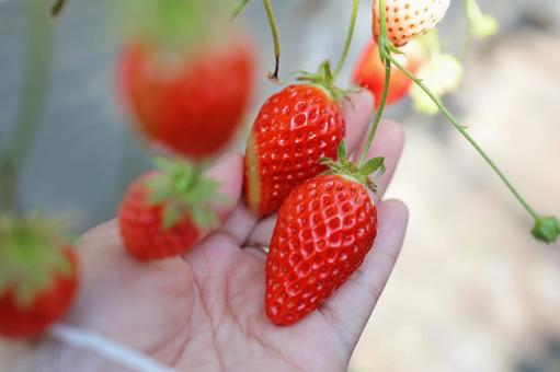 strawberry, JPG
