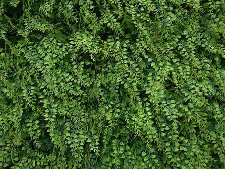 緑の葉の壁面 緑の葉の壁面 葉,緑,植物の写真素材