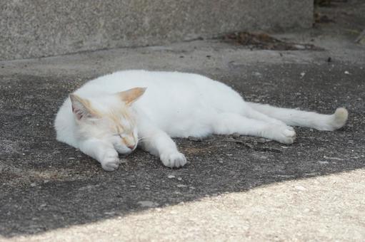 ねこ 箱座り,飼い猫,家猫の写真素材