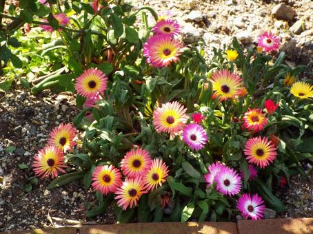 花壇の花 花壇,花,綺麗の写真素材