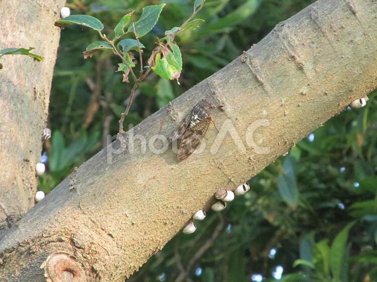 セミと樹々 セミ,昆虫,夏の写真素材