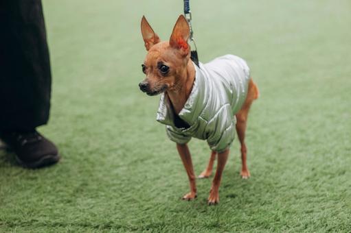 散歩している犬と足元 散歩している犬と足元 犬,立ちどまる,遠くの写真素材