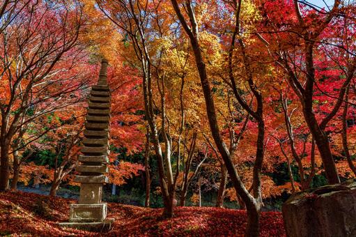 滋賀県【紅葉】 滋賀県【紅葉】の写真