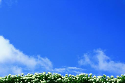 あじさいや梅雨のイメージ あじさいや梅雨のイメージ あじさい,紫陽花,梅雨の写真素材