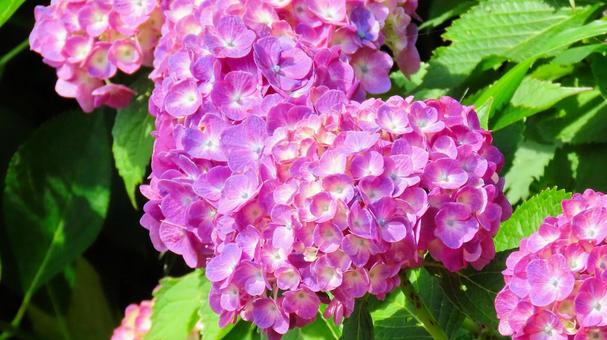 本勝寺のあじさい 本勝寺のあじさい あじさい,花,梅雨の写真素材