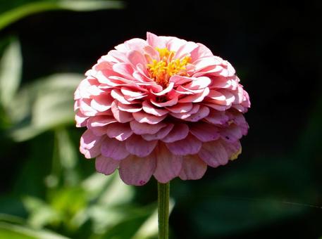 [Flower photo] Zinnia elegans, JPG