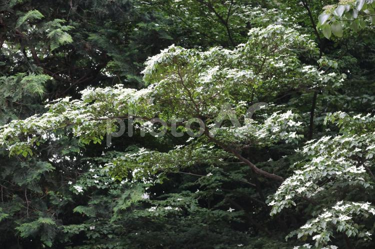 木と白い花 キレイ,新緑,木の写真素材