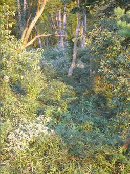 森 草むら 森 草むらの写真