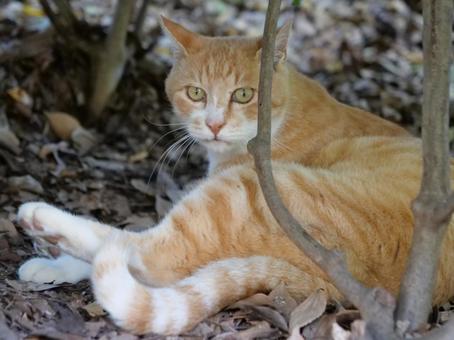 洗足池　垣根の猫 野良猫,地域猫,猫の写真素材